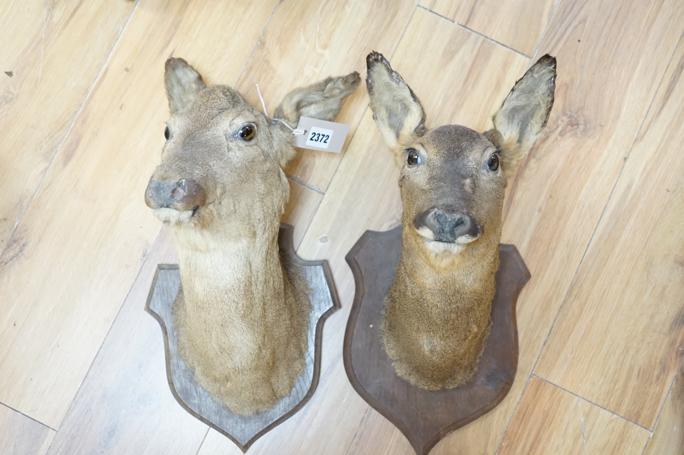 Two taxidermy mounted deer's heads, approximately 40cm high. Condition - fair